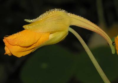 Tropaeolum majus